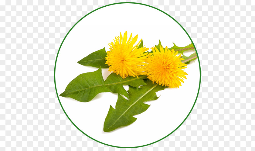 Health Dietary Supplement Herb Plant Dandelion PNG