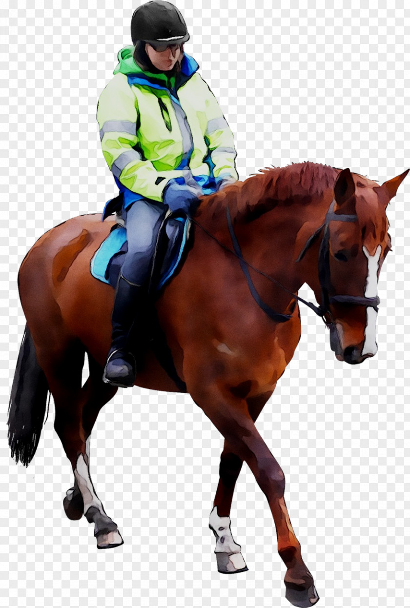 Hunt Seat Horse Rein Stallion Equestrian PNG