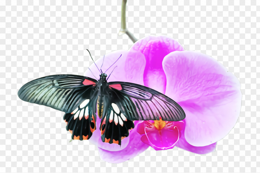 Plant Wing Butterfly Insect Moths And Butterflies Violet Pollinator PNG