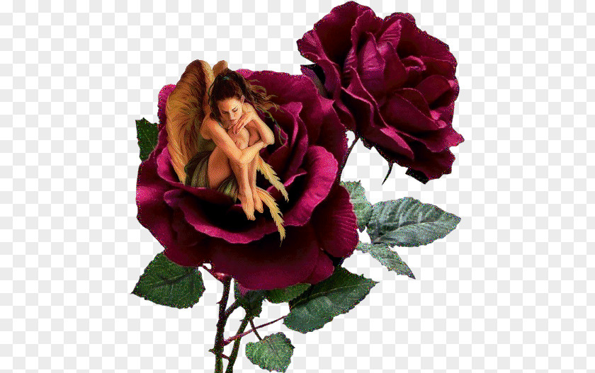 Flower Rose Gfycat PNG