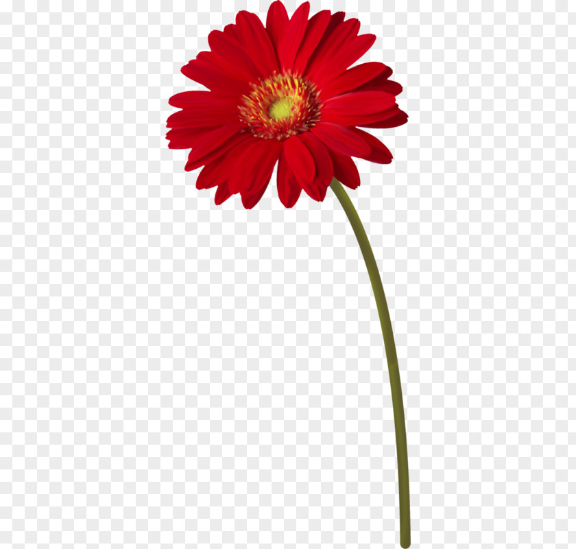 Flower Stem Plant Transvaal Daisy Clip Art PNG