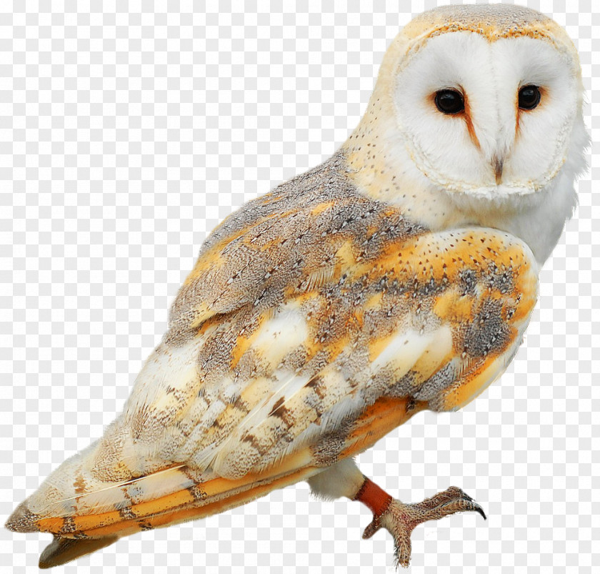 Owl Barn Bird Clip Art PNG
