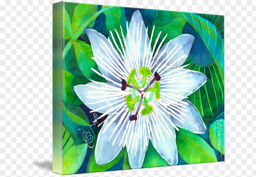 Passion Flower Imagekind Art Passiflora Subpeltata Poster PNG
