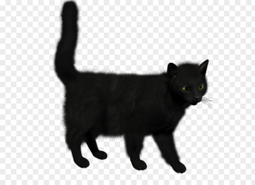 Black Cat Siamese Bombay Tournxe9e Du Chat Noir Kitten Felidae PNG