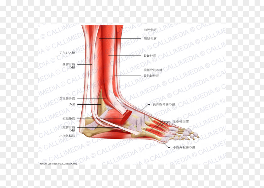Bone Foot Anatomy Muscular System Peroneus Longus Muscle PNG