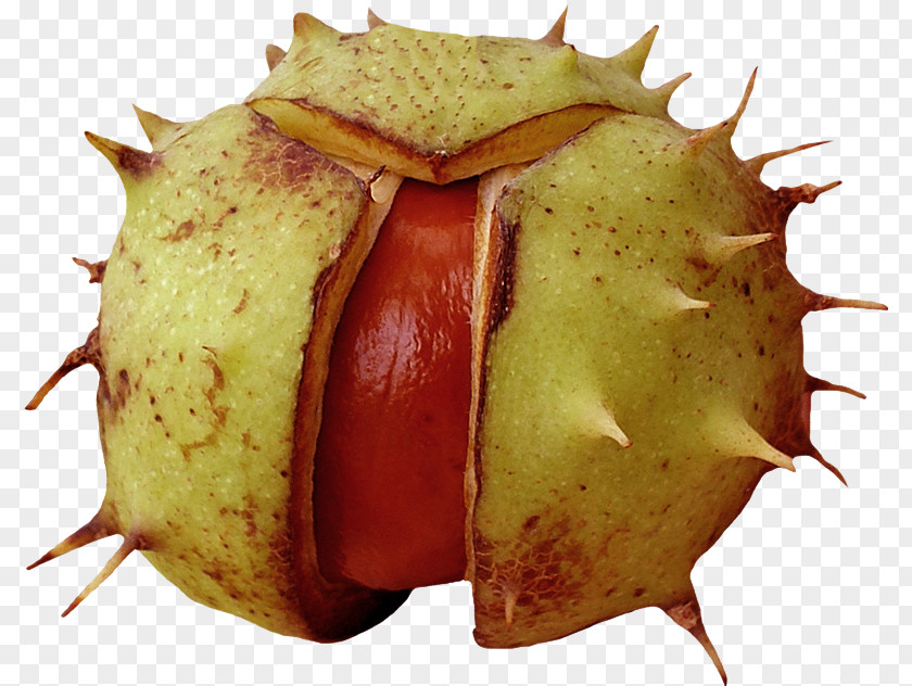 Chestnut Fruit PNG