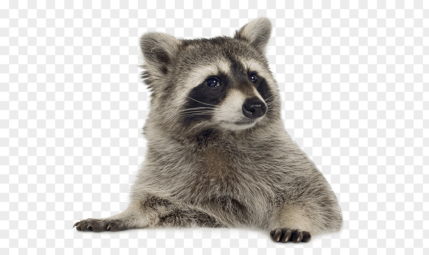Cute Little Raccoons Raccoon Clip Art PNG