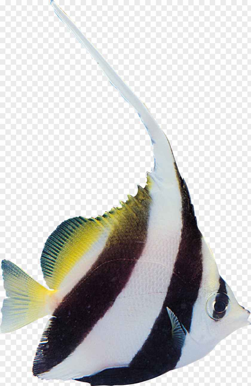 Fish Tropical Yakiniku Sushi PNG