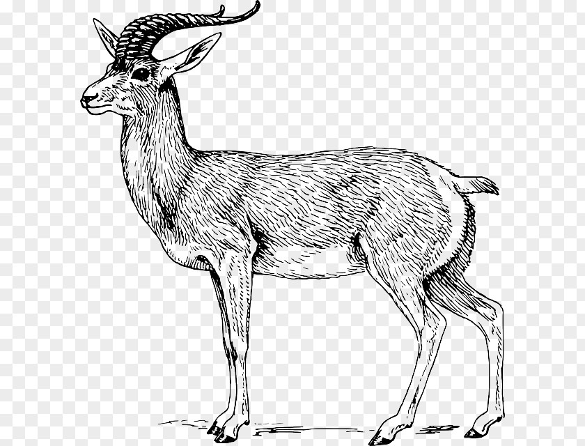 Goat Skull Antelope Pronghorn Drawing Deer Clip Art PNG