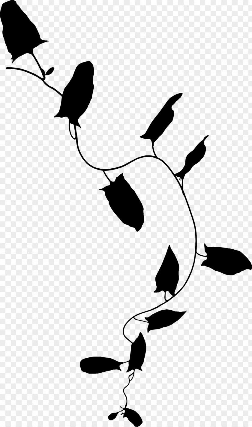 M Product Clip Art Beak Bird Black & White PNG