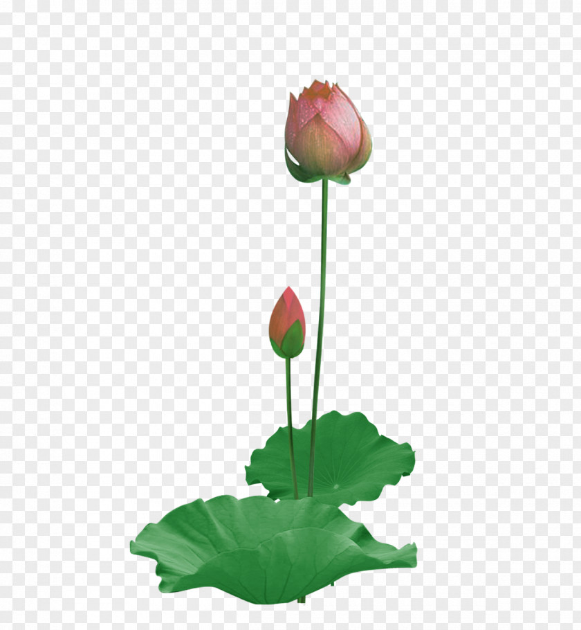 Unopened Lotus And Leaf Paper Nelumbo Nucifera Effect PNG