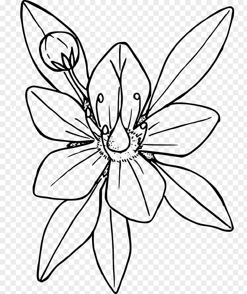 Flower Coloring Book Line Art Drawing PNG
