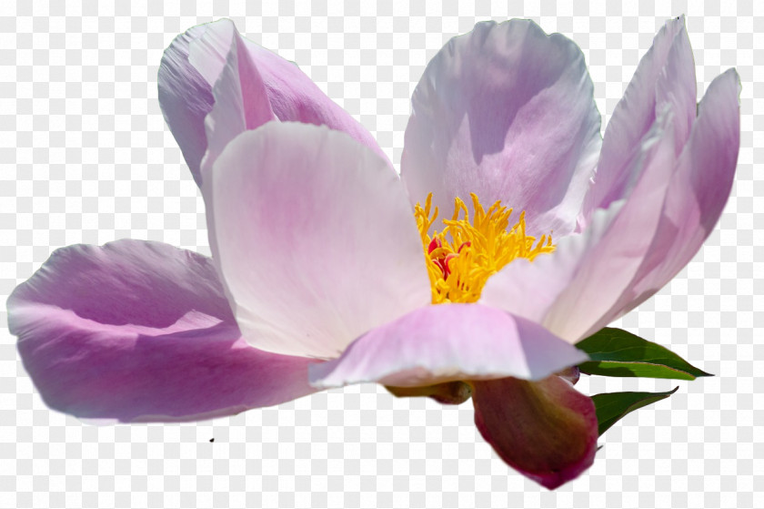 Flower Petal Crocus M Lilac PNG