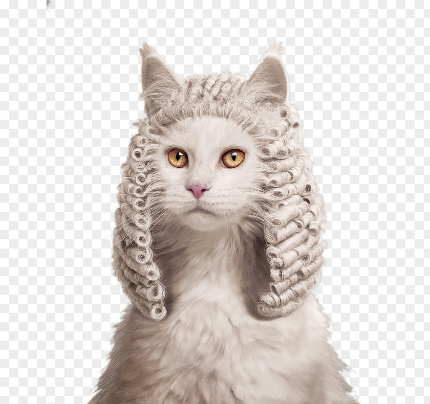 Pet Cat Kitten Judge Ruf Lanz Advertising PNG