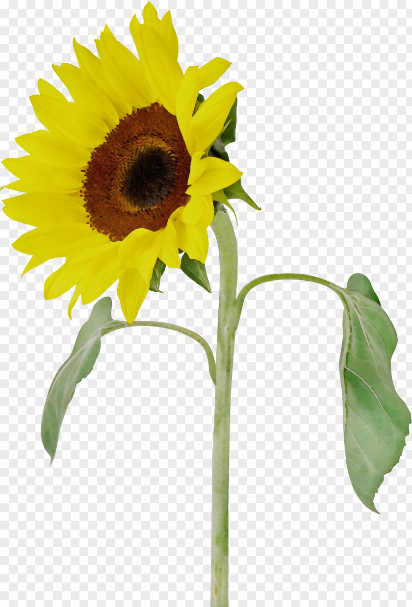 Petal Cut Flowers Sunflower PNG