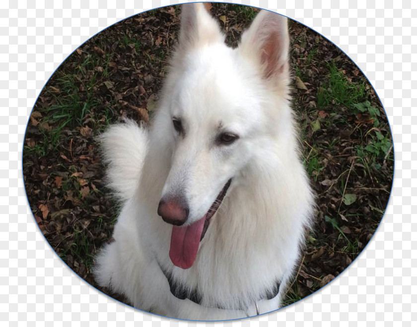 RONG Dog Breed Berger Blanc Suisse White Shepherd American Indian Canadian Eskimo PNG