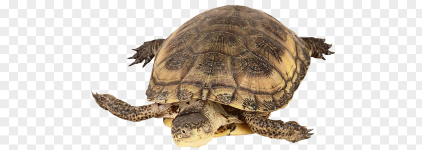 Turtle Box Turtles Common Snapping Tortoise Dog PNG