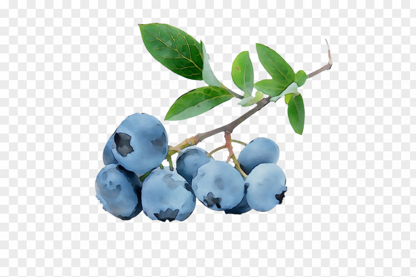 Blueberry Pie Tart Quiche Bilberry PNG