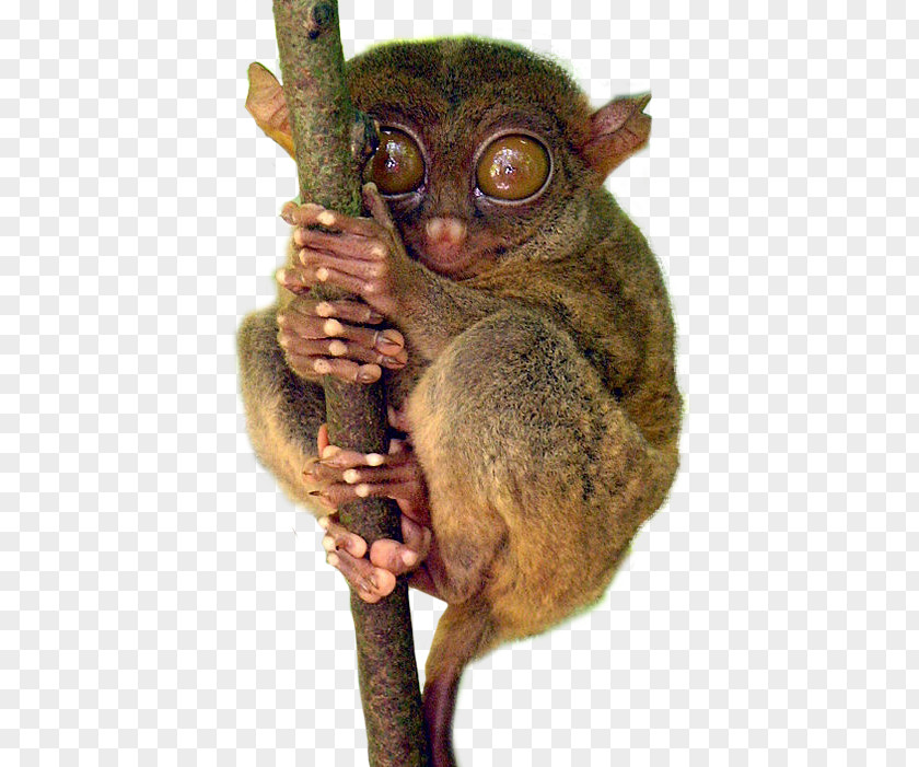 Bohol Philippine Tarsier Drawing PNG