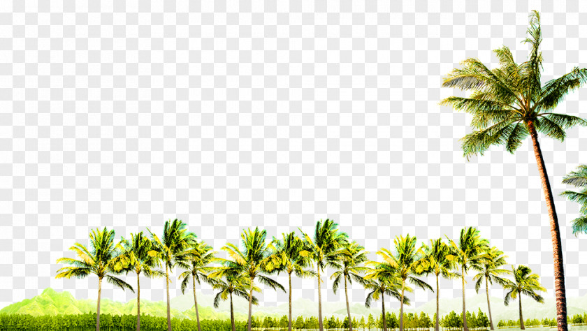 Coconut Grove Decoration Borders Tree PNG