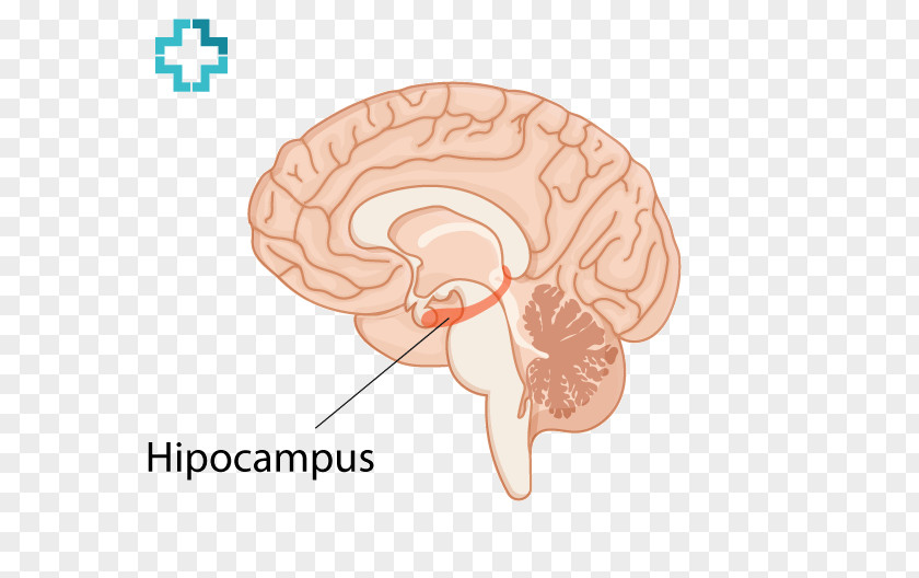 Ear Homo Sapiens Brain PNG