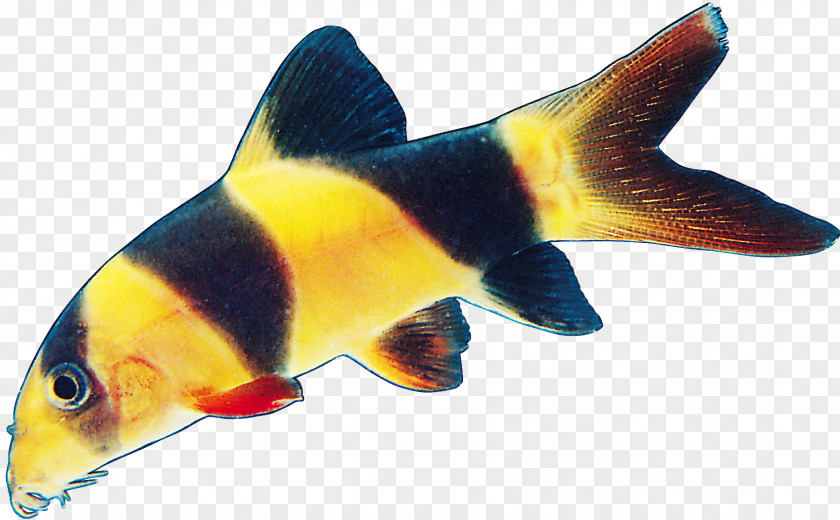 Fish Image Seafood PNG