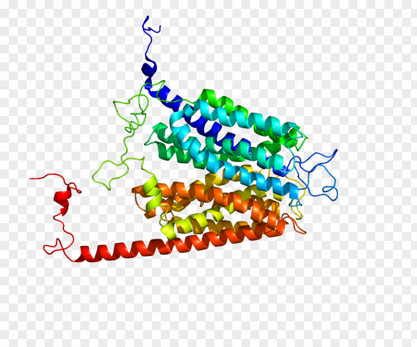 Glucose Transporter SLC2A7 Membrane Transport Protein GLUT4 PNG