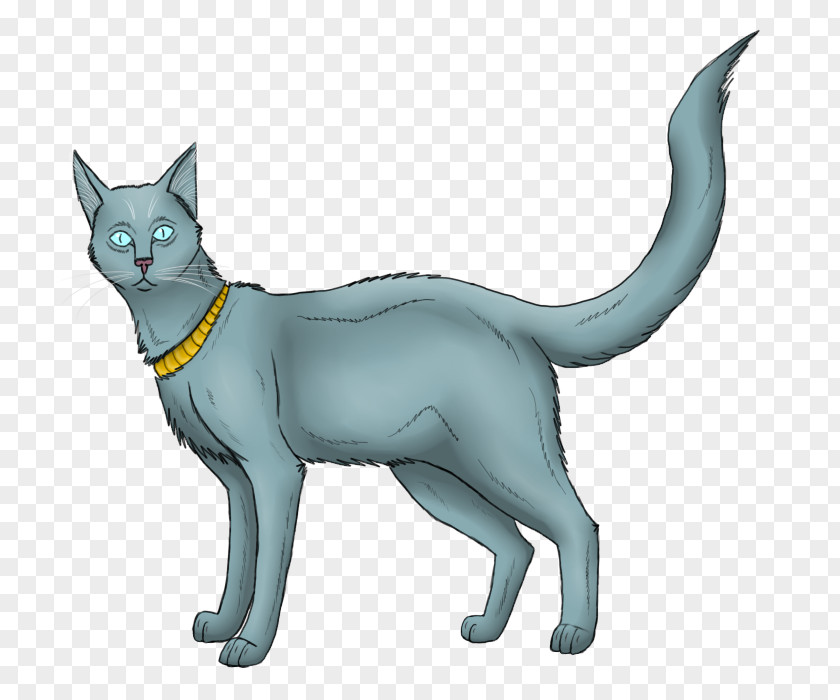 Kitten Whiskers Korat Felidae Drawing PNG