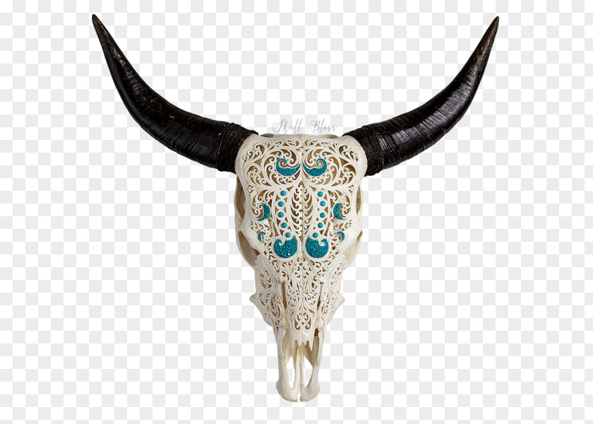 Skull XL Horns Cattle Water Buffalo PNG