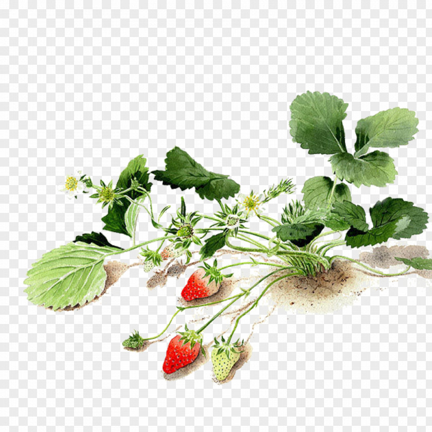 Strawberry Painting Free To Pull The Material Watercolor Watercolor: Flowers Seed Painter PNG