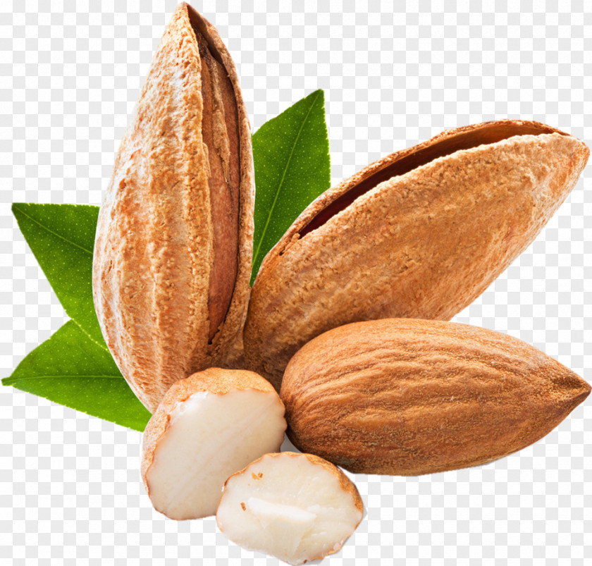 Almond Apricot Kernel Beard Nut Food PNG