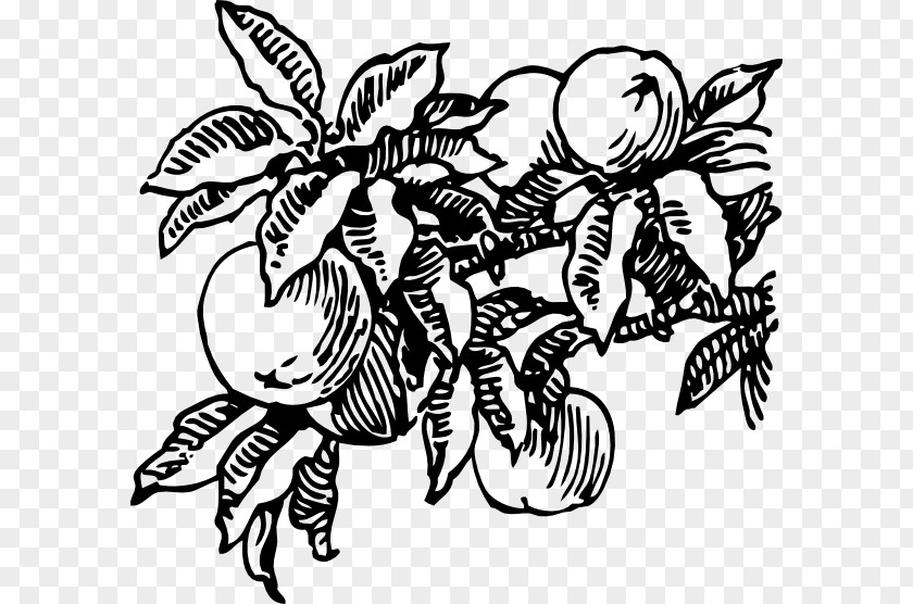 Peach Slice Fruit Drawing Clip Art PNG