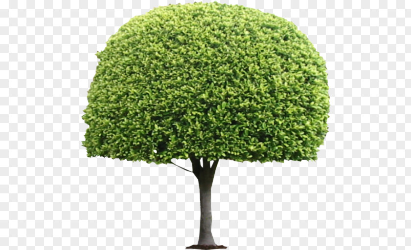 Tree Topiary Shrub Box PNG
