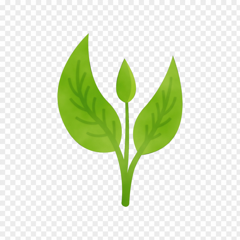Arum Family Herb Green Leaf Background PNG