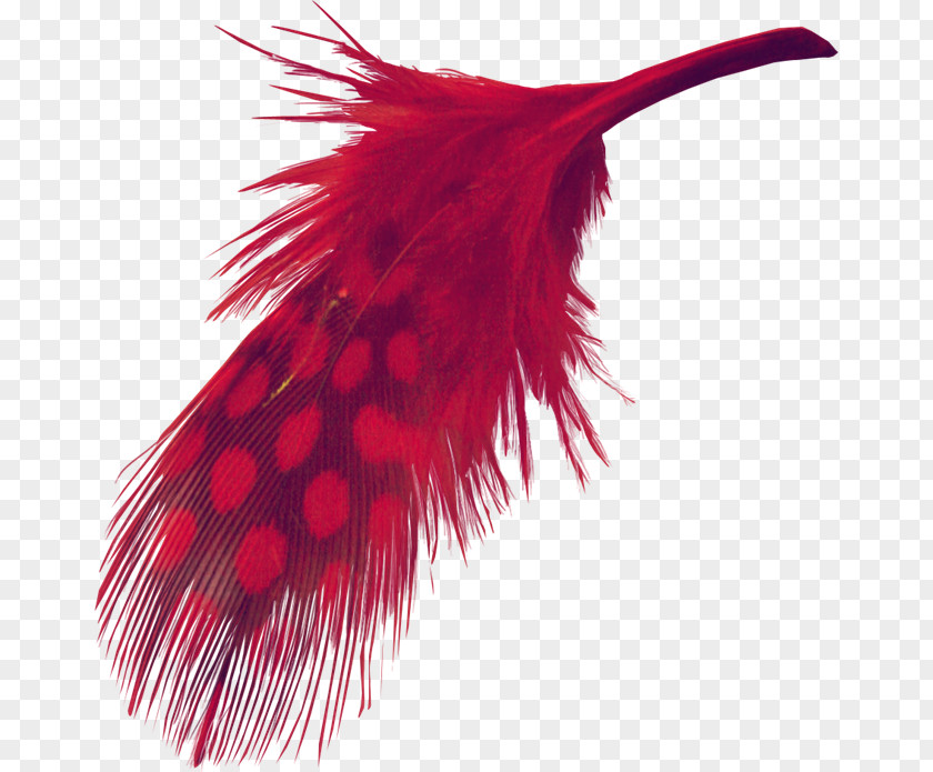 Feather Pictures Download Clip Art PNG