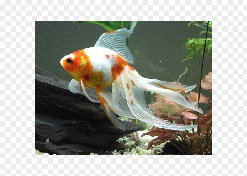 Fish Veiltail Common Goldfish Koi Aquarium PNG