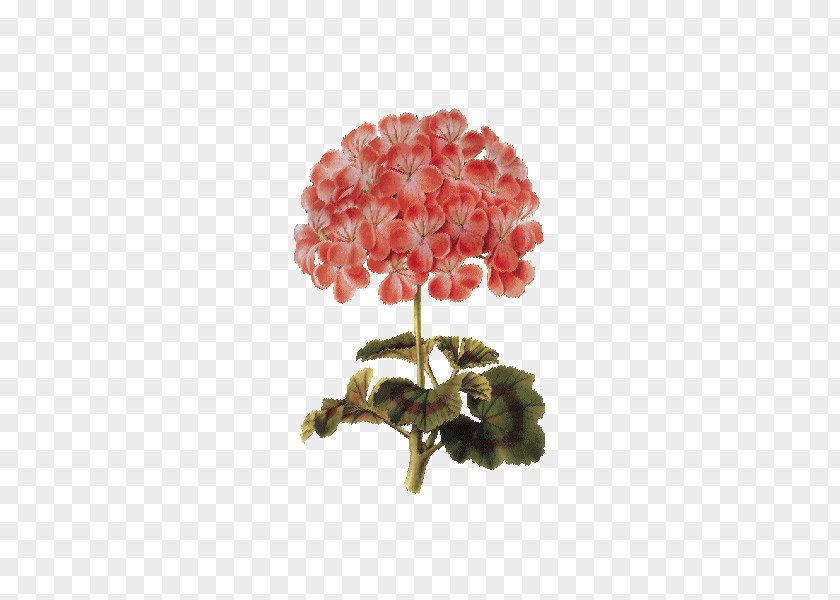 Flower Botanical Illustration Image Herbal Distillate PNG