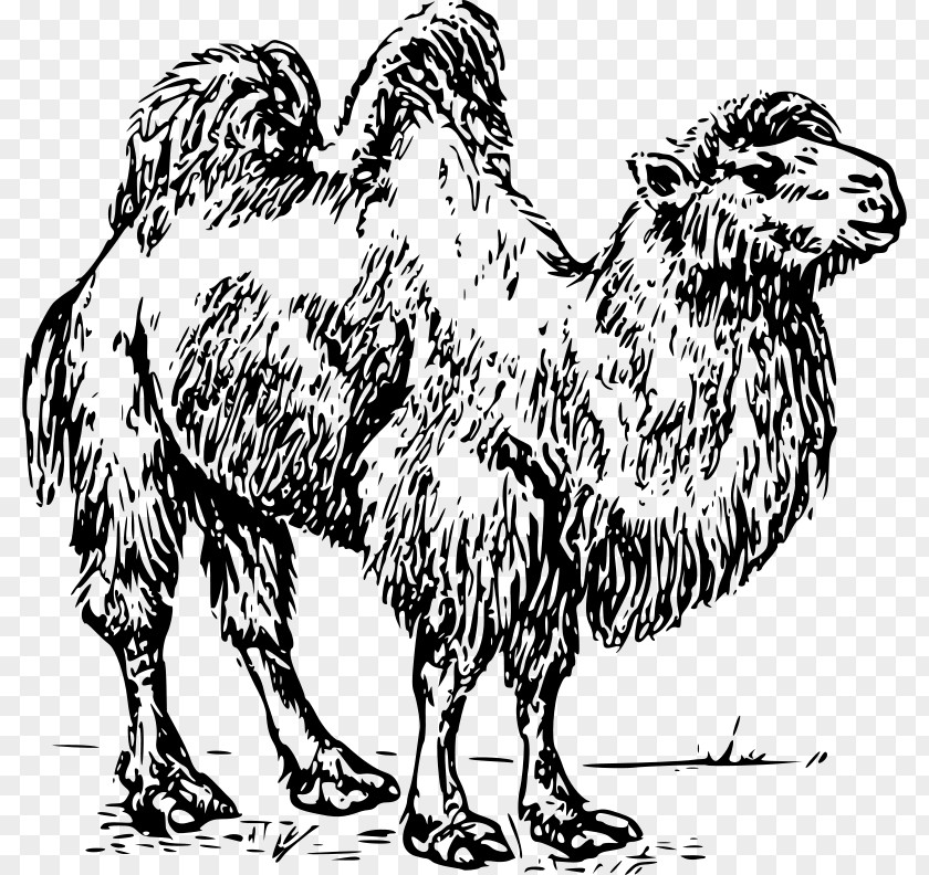 Living Desert Zoo And Gardens Bactrian Camel Dromedary Australian Feral Clip Art PNG