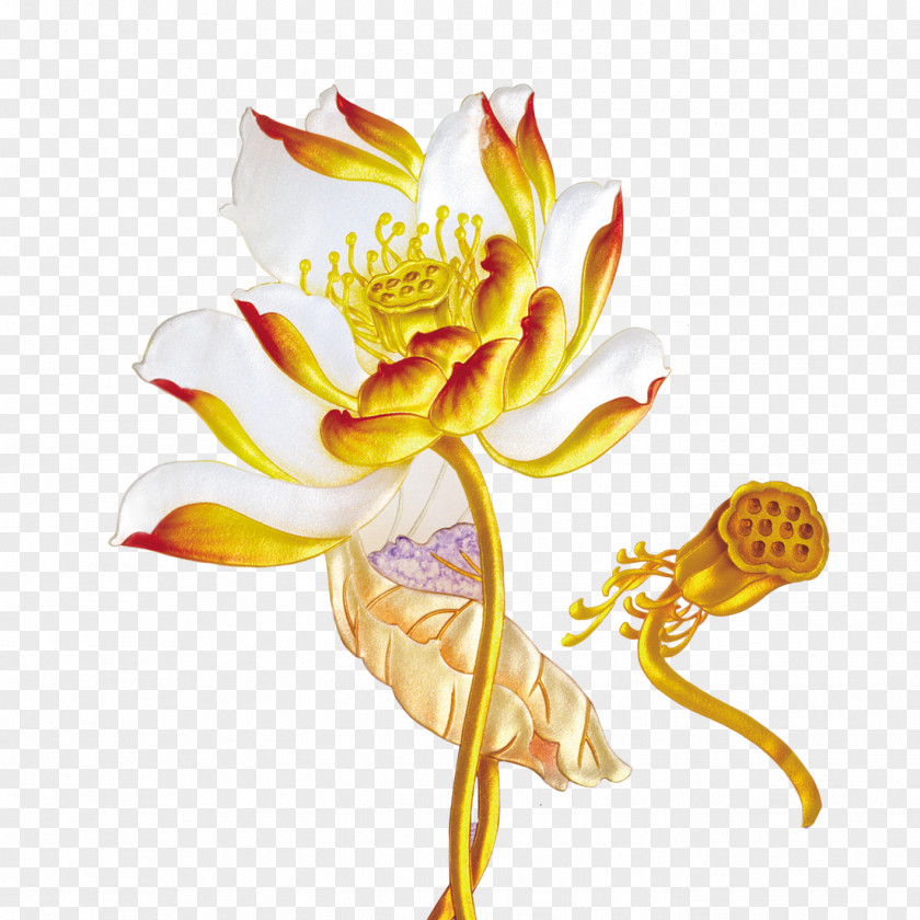 Lotus Download Computer File PNG