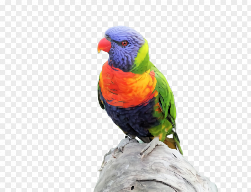 Lovebird Lorikeet Colorful Background PNG