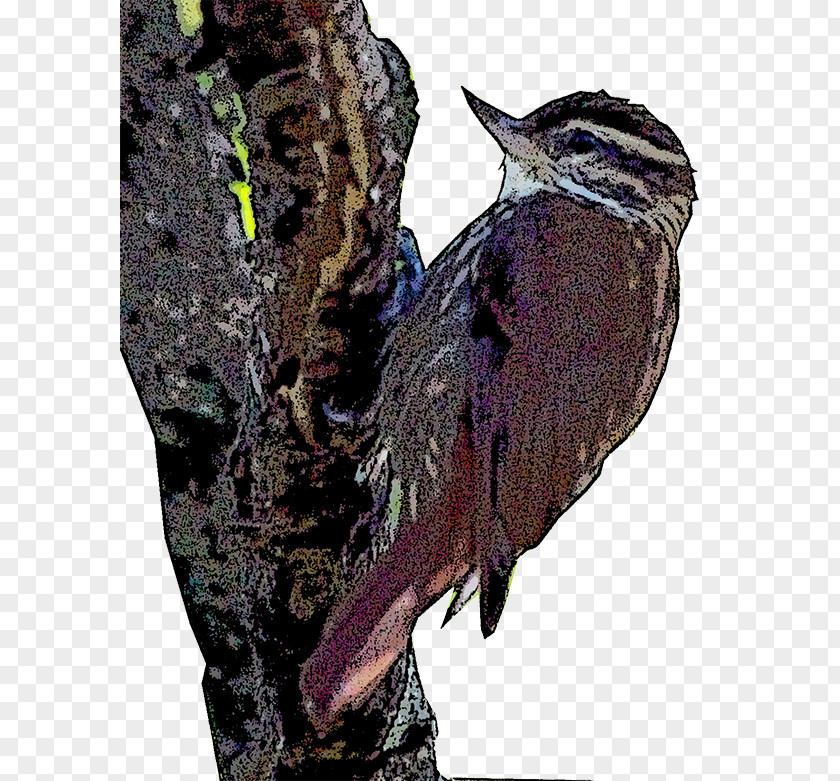 Woodpecker Fauna Beak Cuckoos PNG