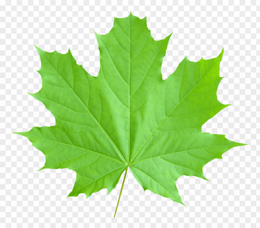 Canada Maple Leaf Image PNG