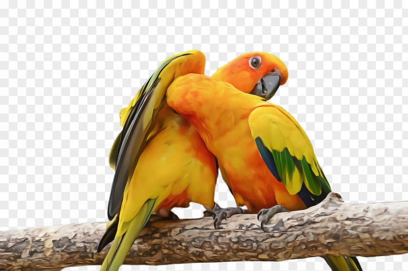 Lovebird PNG