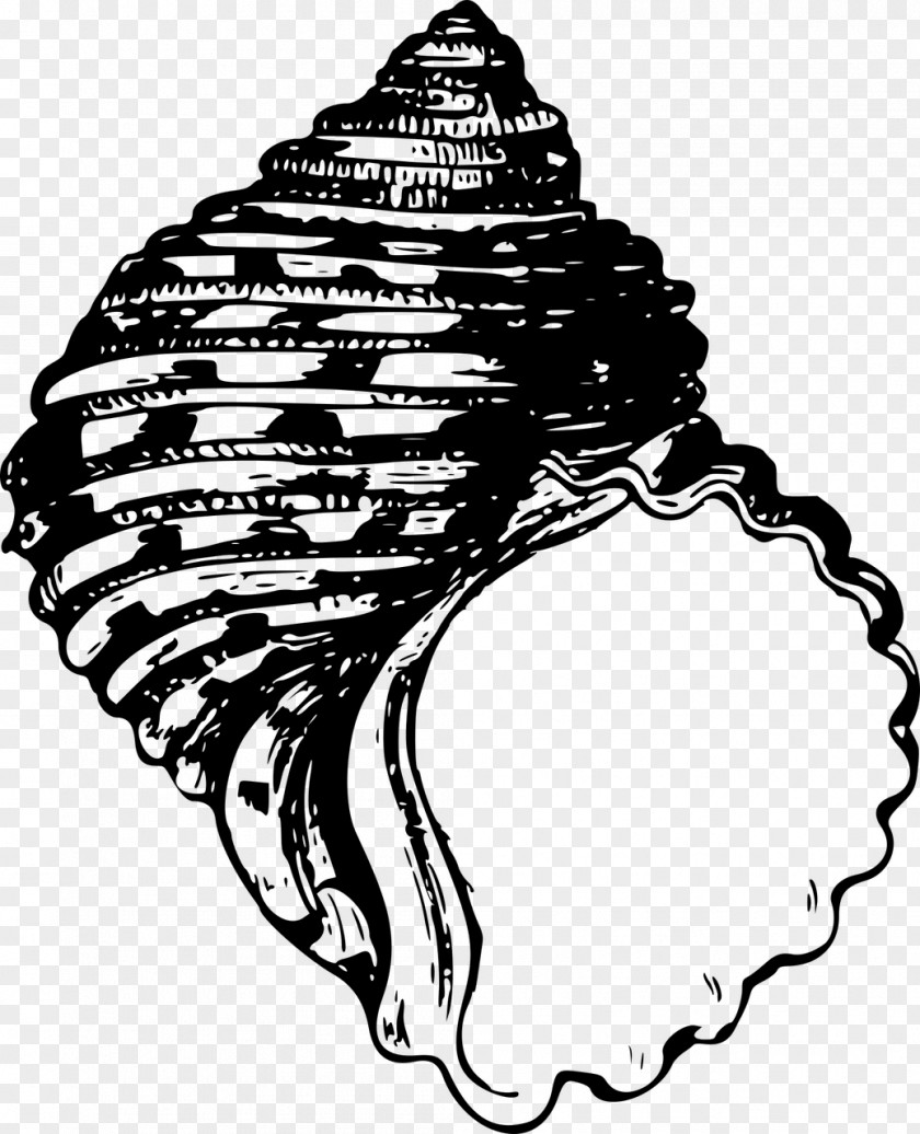 Seashell Clip Art PNG