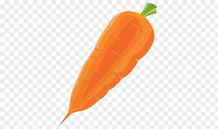 A Large Carrot Vegetable Radish PNG