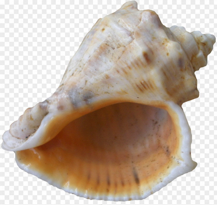 Beach Sea Snail Cockle PNG