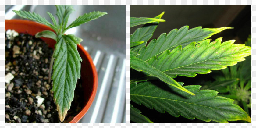 Cannabis Hemp Leaf PNG