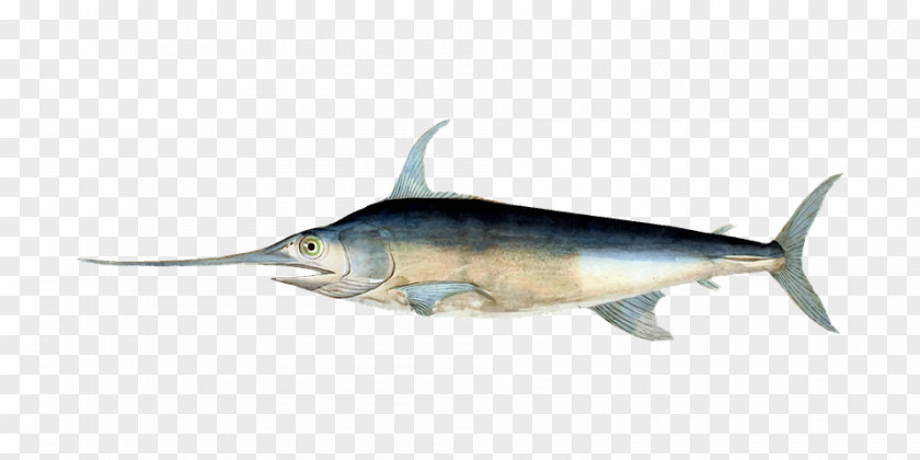 Fishing Swordfish Billfish Histoire Naturelle Des Poissons PNG