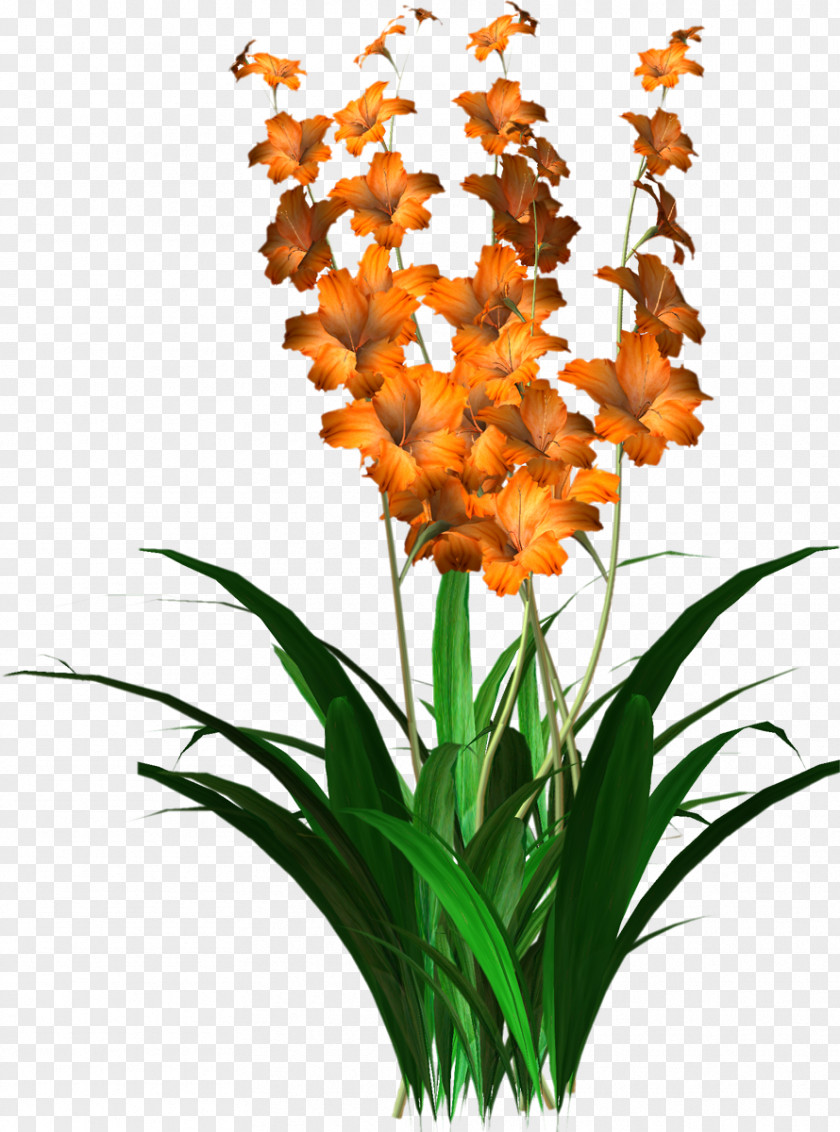 Gladiolus Flower PNG
