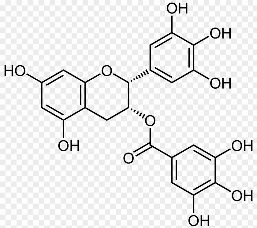 Green Tea Matcha Epigallocatechin Gallate Gallocatechol PNG